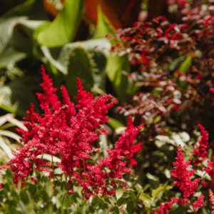Bad plants for your garden